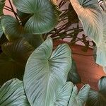 Homalomena rubescens Hoja