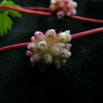 Cuscuta reflexa Habit