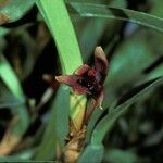 Maxillaria variabilis Кветка