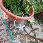 Haworthia attenuata Flower