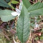 Buddleja davidii Ліст