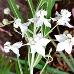 Gomphocarpus fruticosus Flor