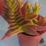 Crassula capitella ഇല