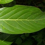 Nectandra hihua Feuille