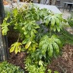 Fatsia japonica Leaf