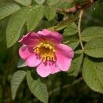 Rosa mollis Kwiat