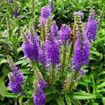 Veronica spicata Habit