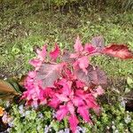 Amaranthus tricolorLeaf