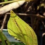 Alisma lanceolatum Leaf