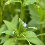 Myosotis laxa 花