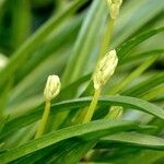 Allium paradoxum Õis