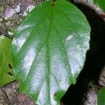 Begonia glabra Levél