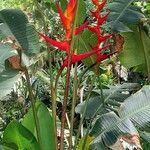 Heliconia bihai Λουλούδι
