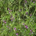 Lathyrus hirsutus Libunga