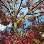 Fraxinus angustifolia Habitus