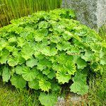 Alchemilla xanthochlora Агульны выгляд