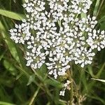 Selinum carvifolia Flor