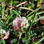 Astragalus depressus Fleur