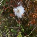 Eriophorum vaginatumFlower