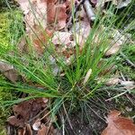 Festuca heterophylla Blatt