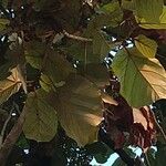 Pterospermum acerifolium Hoja