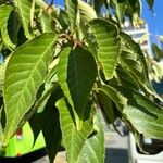 Prunus × yedoensis 葉
