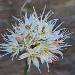 Allium saxatile Blüte