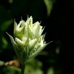 Orlaya grandiflora 果実