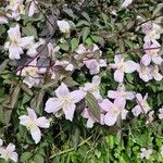 Clematis montana花