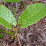 Mandevilla hirsuta List