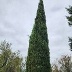 Cupressus sempervirensFuelha