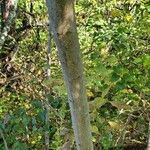 Albizia julibrissin 樹皮