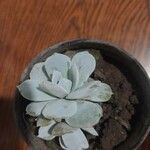 Echeveria laui ഇല