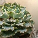 Echeveria shaviana برگ