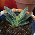 Gasteria excelsa Hostoa