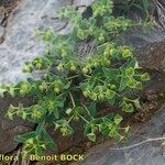 Euphorbia variabilis Habit