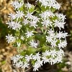 Drypis spinosa Fula