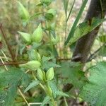 Rhinanthus minorLeaf