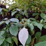 Mussaenda frondosa Flors