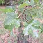 Acer opalus List