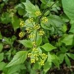 Thaspium barbinode Bleunienn
