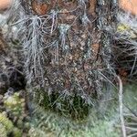 Opuntia leucotricha Rinde