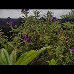 Tibouchina urvilleana花