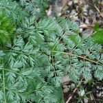 Katapsuxis silaifolia Likasa