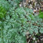 Cnidium silaifolium Leaf