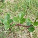 Limonia acidissima Folha