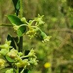 Helinus integrifolius Floare