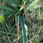 Asphodelus macrocarpus Leaf