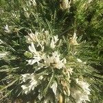 Astragalus angustifolius Fleur