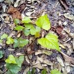 Vitis rotundifolia Feuille